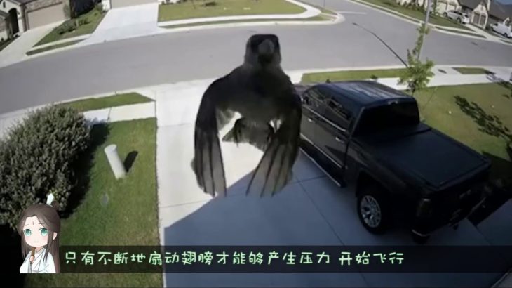监控拍下诡异瞬间，一只麻雀未张开翅膀悬停在半空，百思不得其解