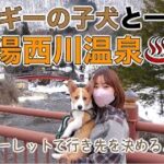 【ルーレットの旅】コーギーの子犬と一緒に湯西川温泉旅行【栃木編】