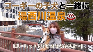 【ルーレットの旅】コーギーの子犬と一緒に湯西川温泉旅行【栃木編】