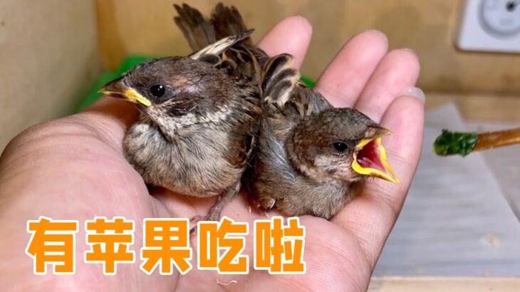 收养小麻雀第十天，第一次喂它们吃青菜、苹果【叁伍萌宠】